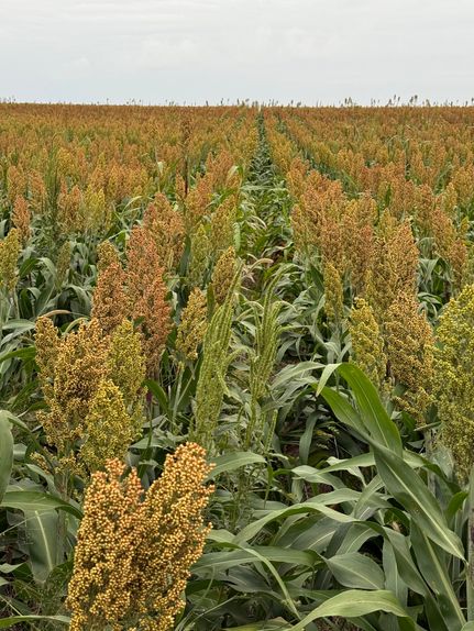 Farm Property for sale in Grant County, Kansas