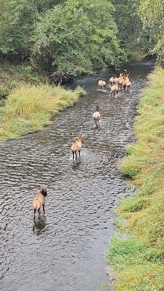 Property for sale in Douglas County, Oregon