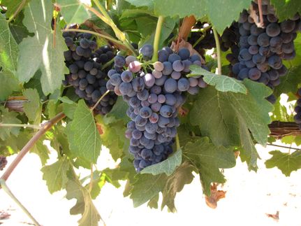 Property for sale in Benton County, Washington