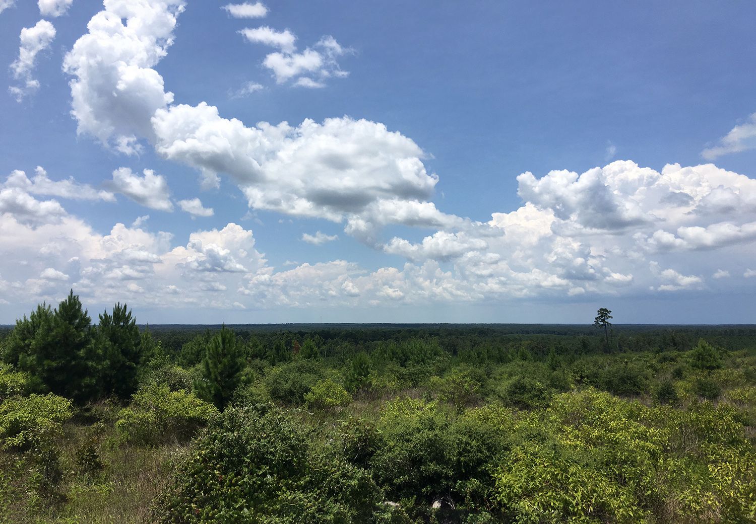 1,185 acres in Walker County, Texas