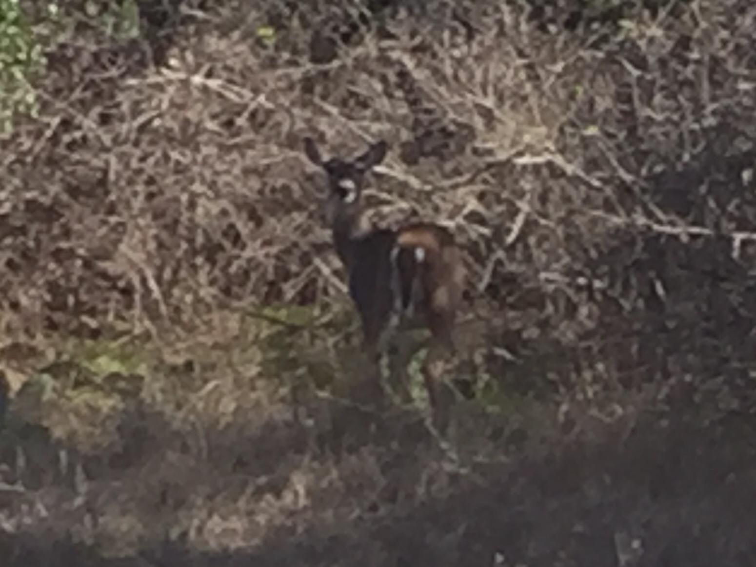 100 acres in Comanche County, Texas