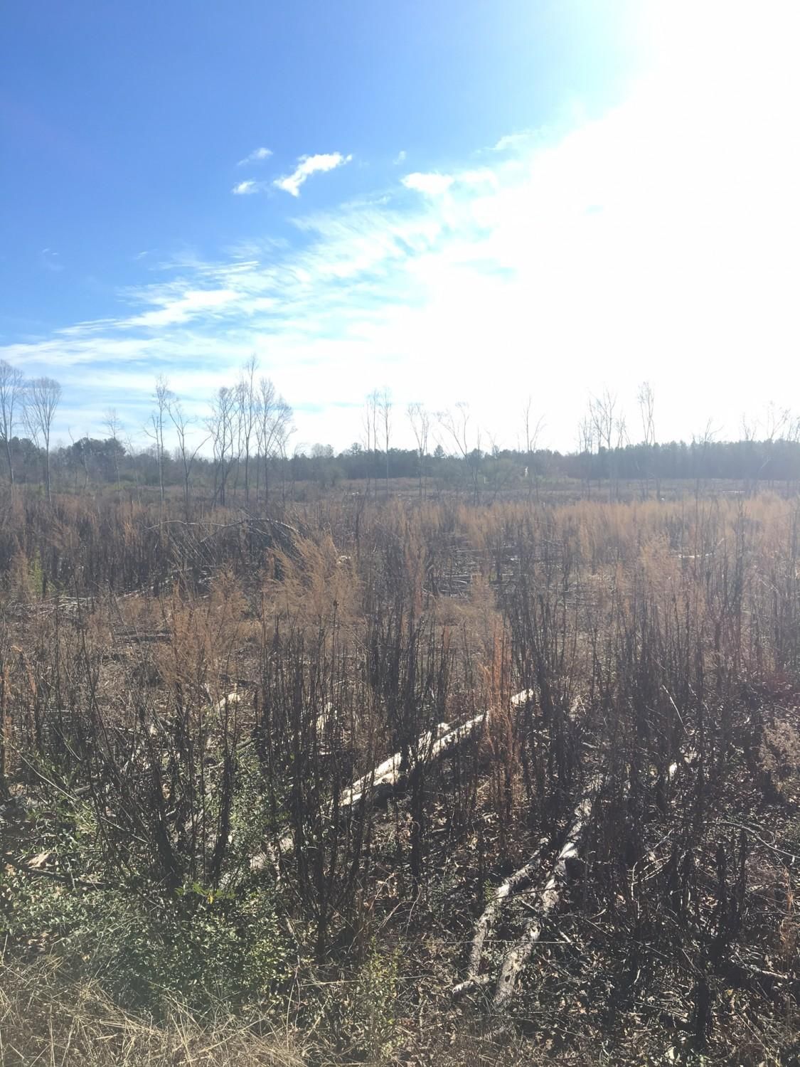 100 acres in Walker County, Alabama