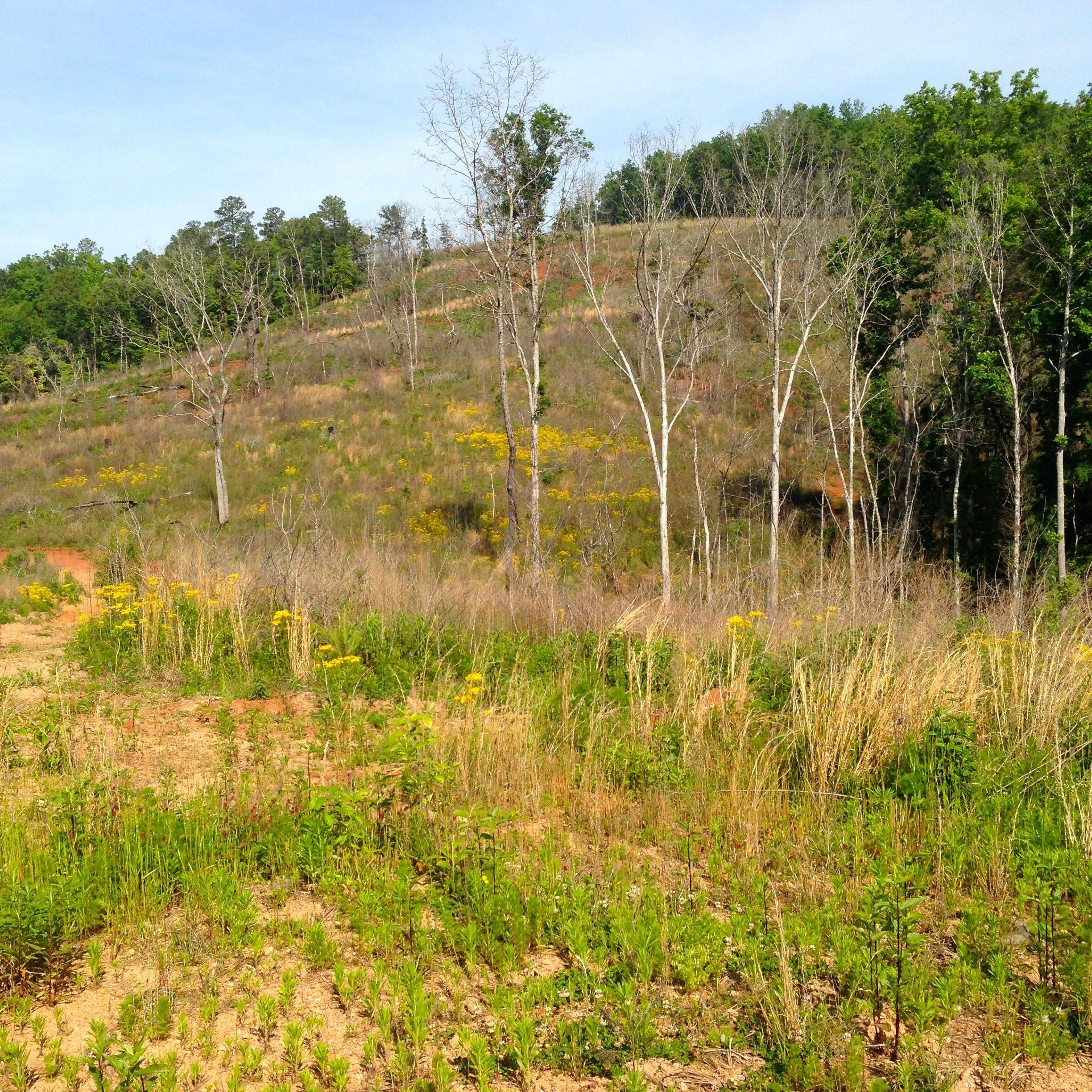 110 acres in Coosa County, Alabama