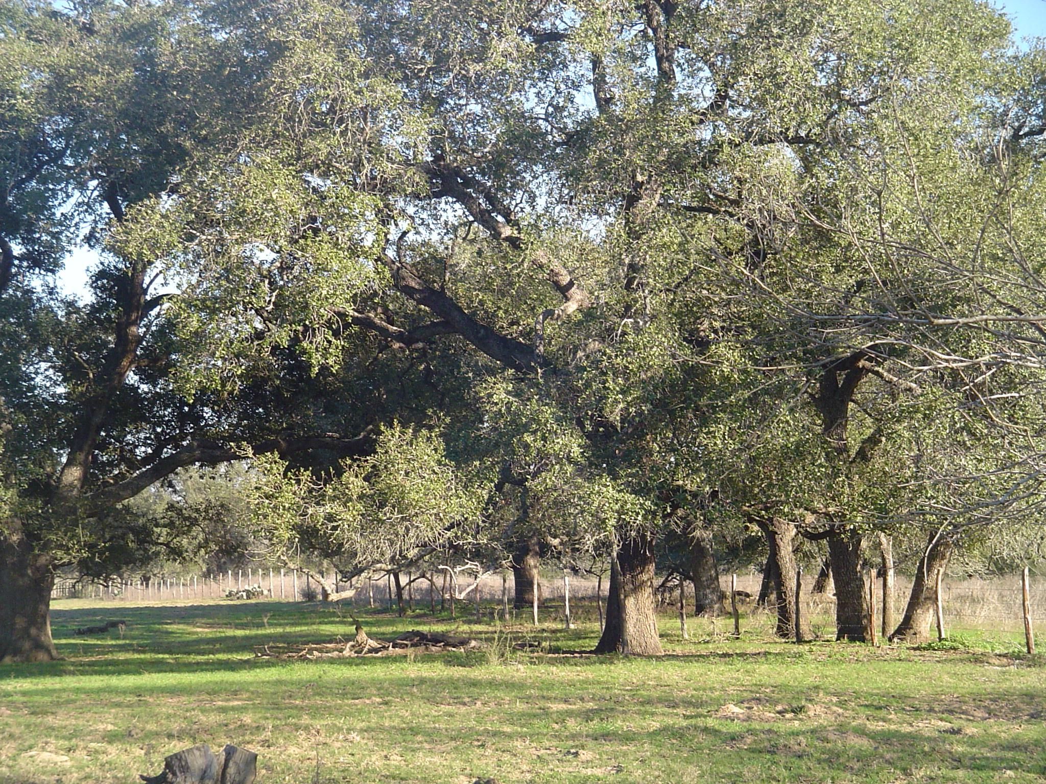134 acres in Gonzales County, Texas