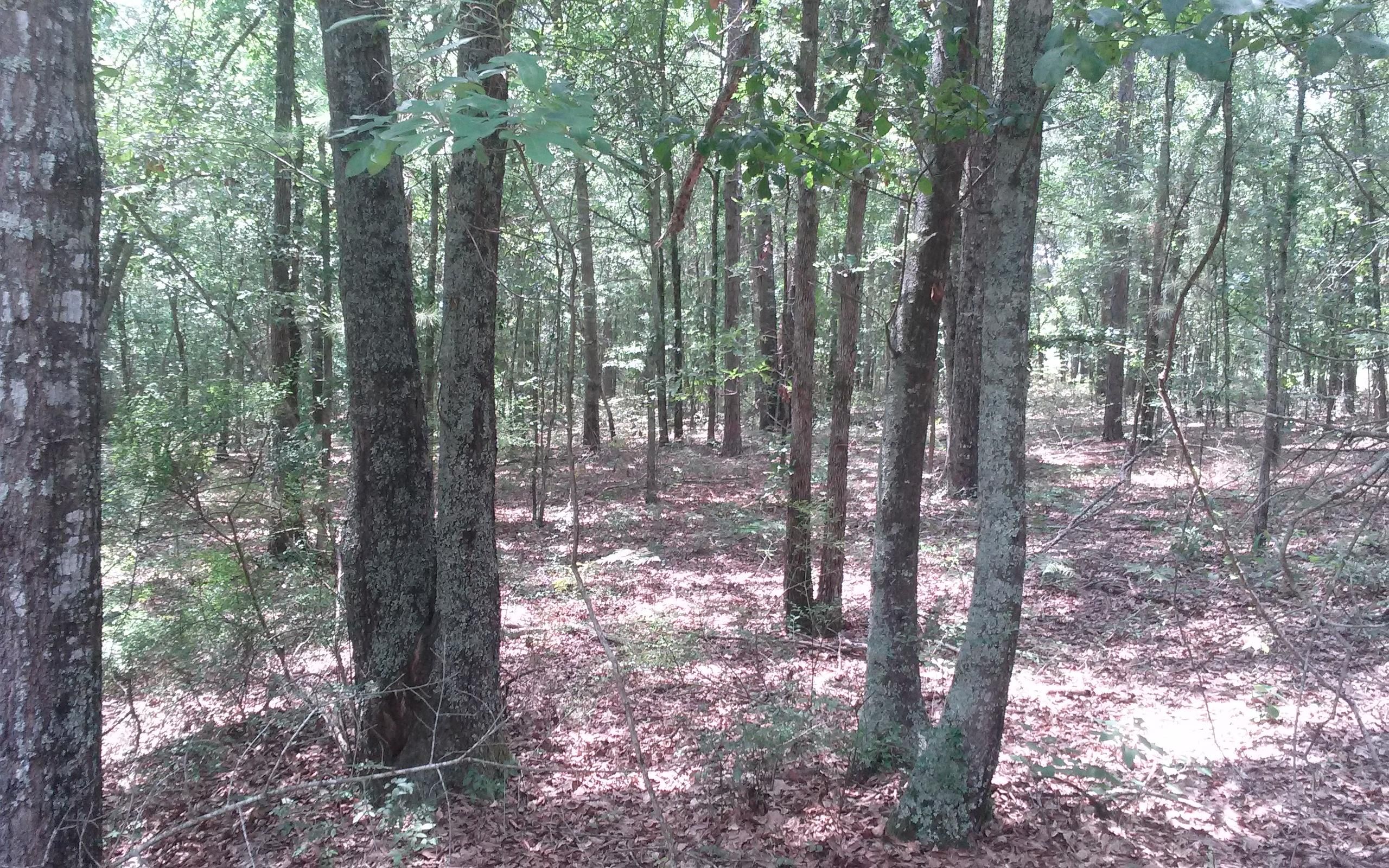 53 acres in Ben Hill County,