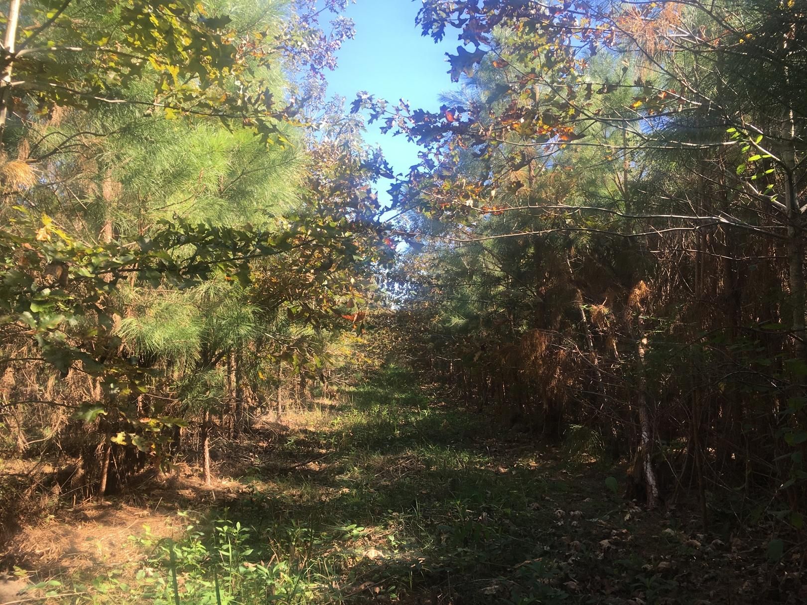 15 acres in Washington County, North Carolina