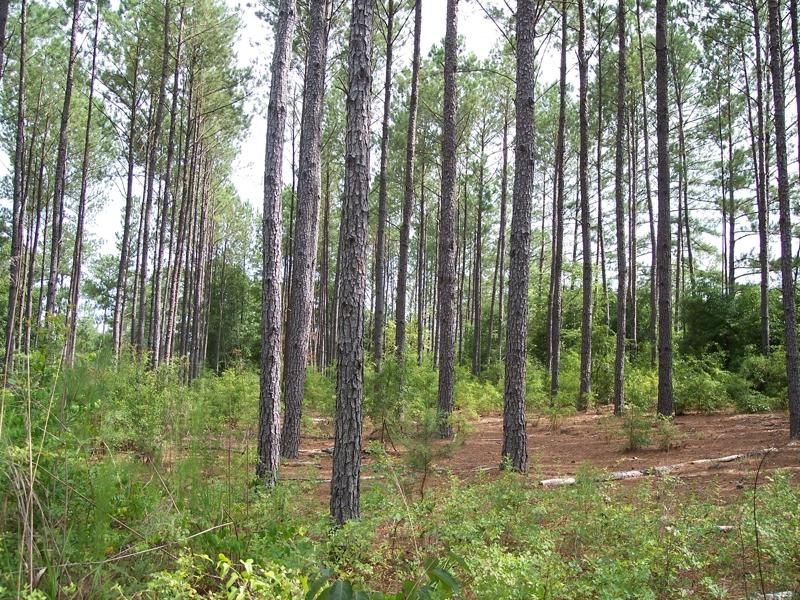232 acres in Randolph County,