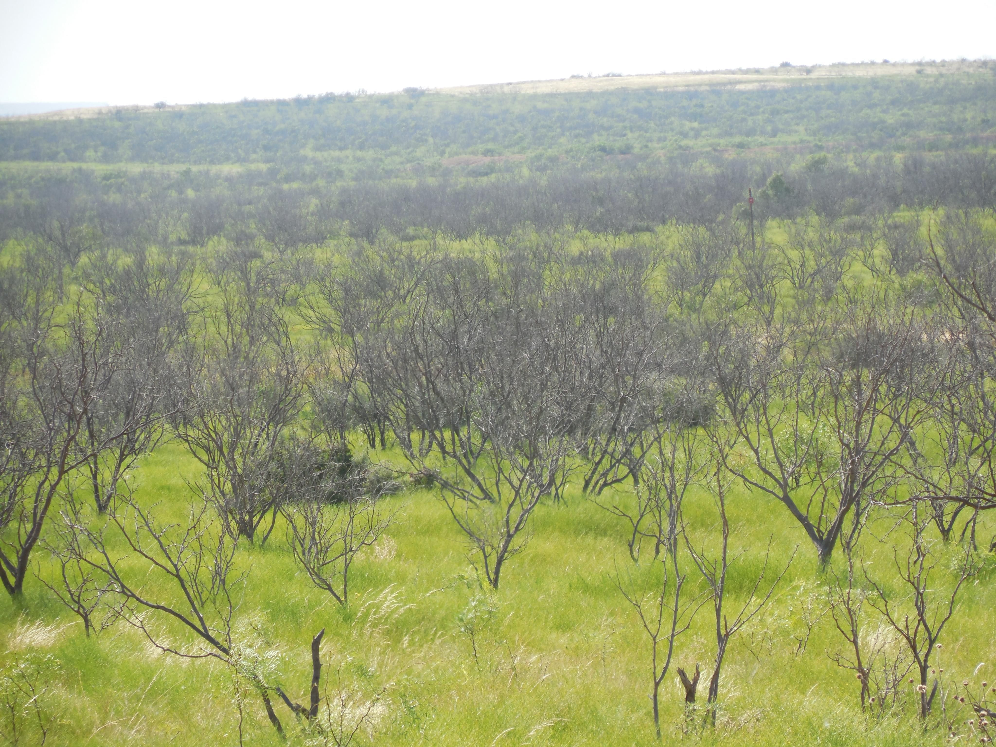 900 acres in Borden County, Texas