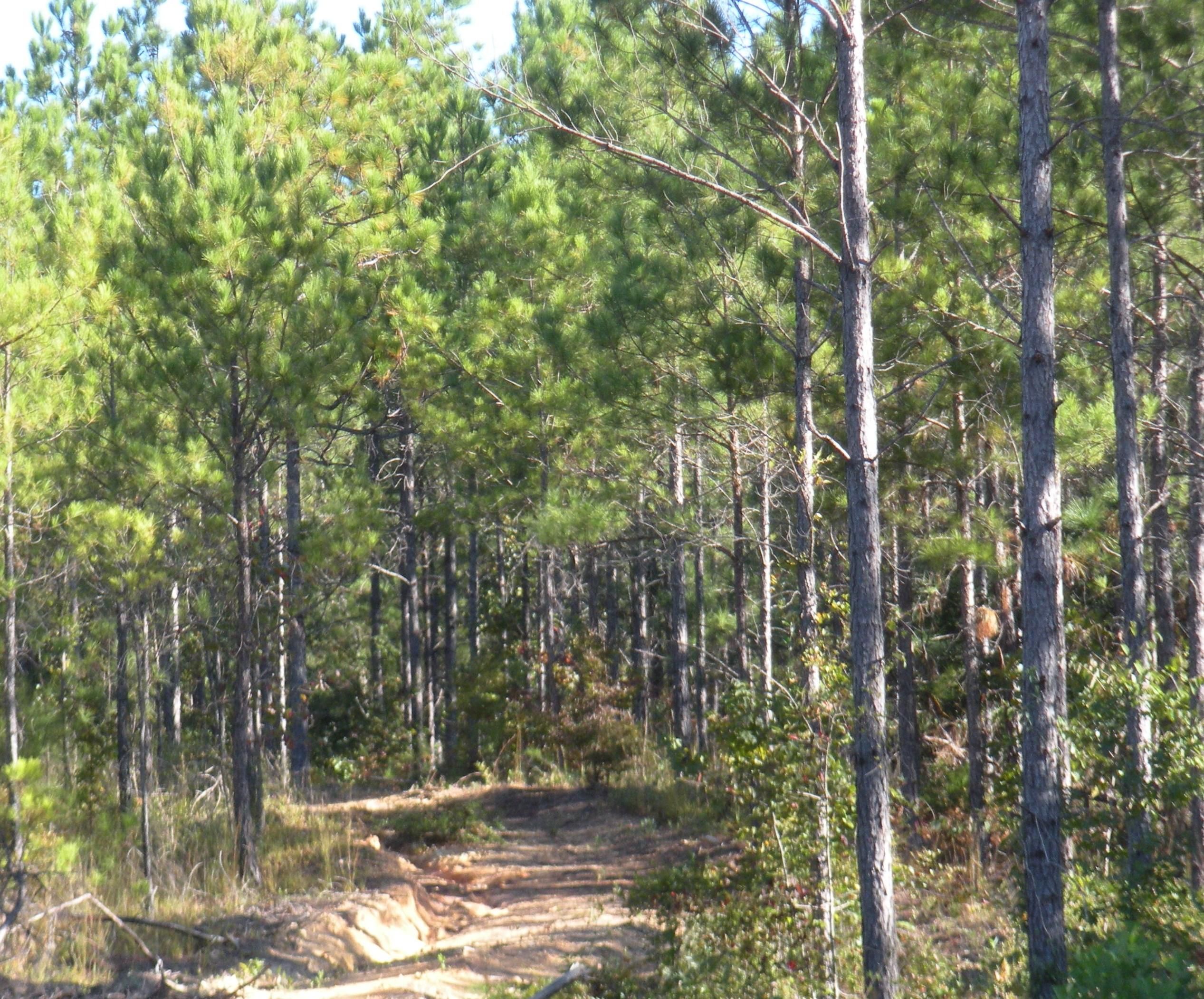 43 acres in Elmore County, Alabama