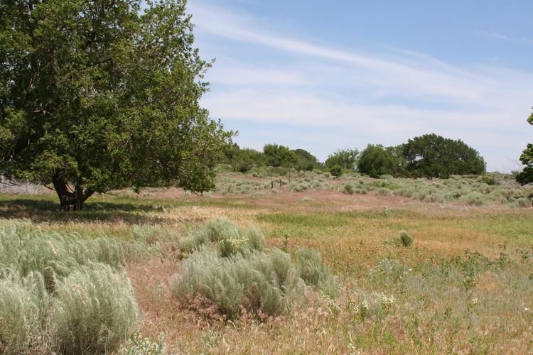 520 acres in Woodward County, Oklahoma