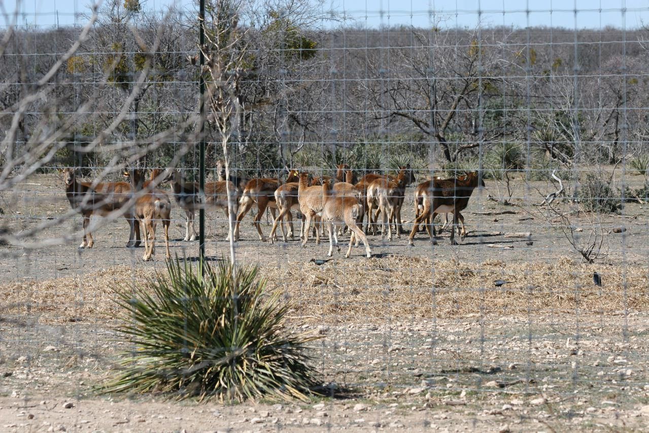 338 acres in Concho County, Texas