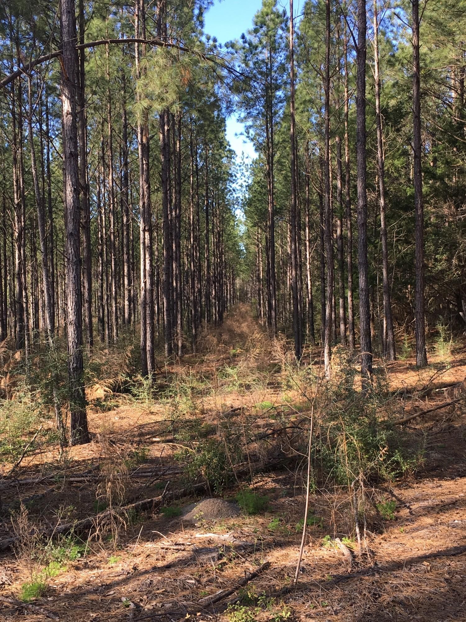 82 acres in Covington County, Alabama