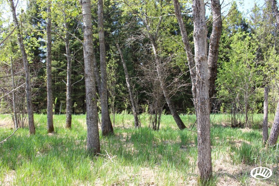 120 acres in Koochiching County, Minnesota