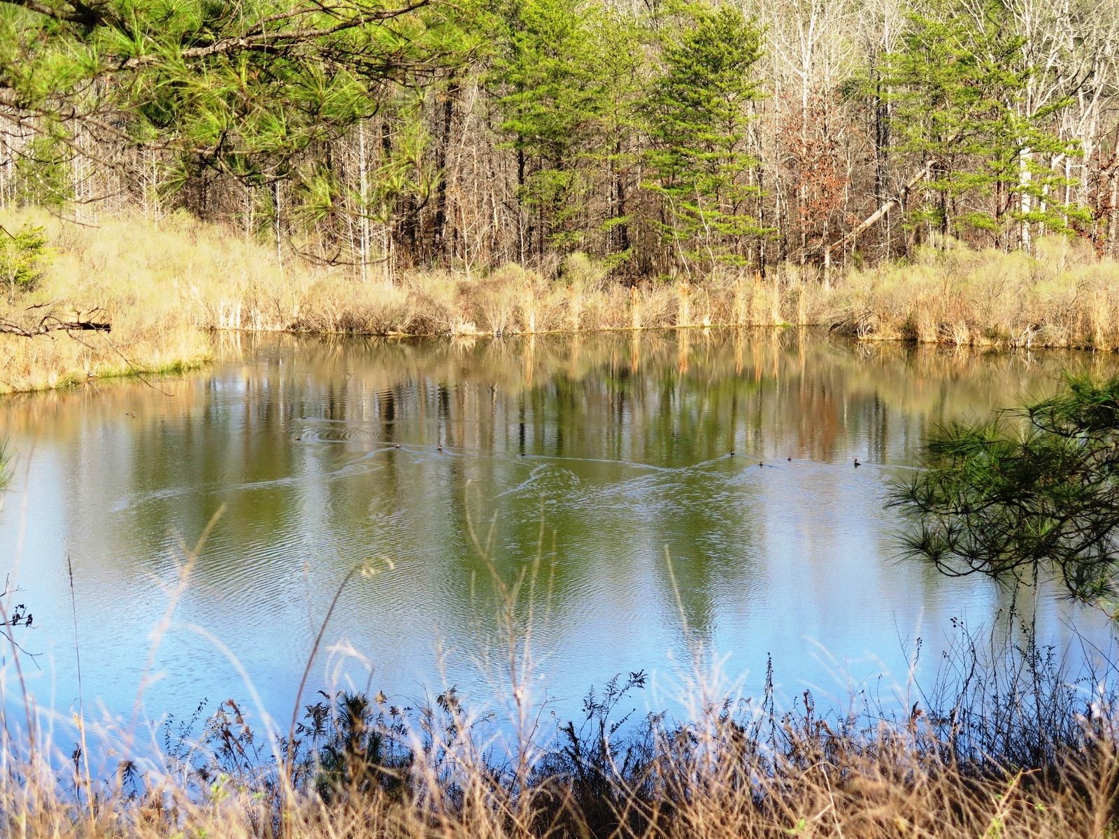 1,777 acres in Walker County, Alabama