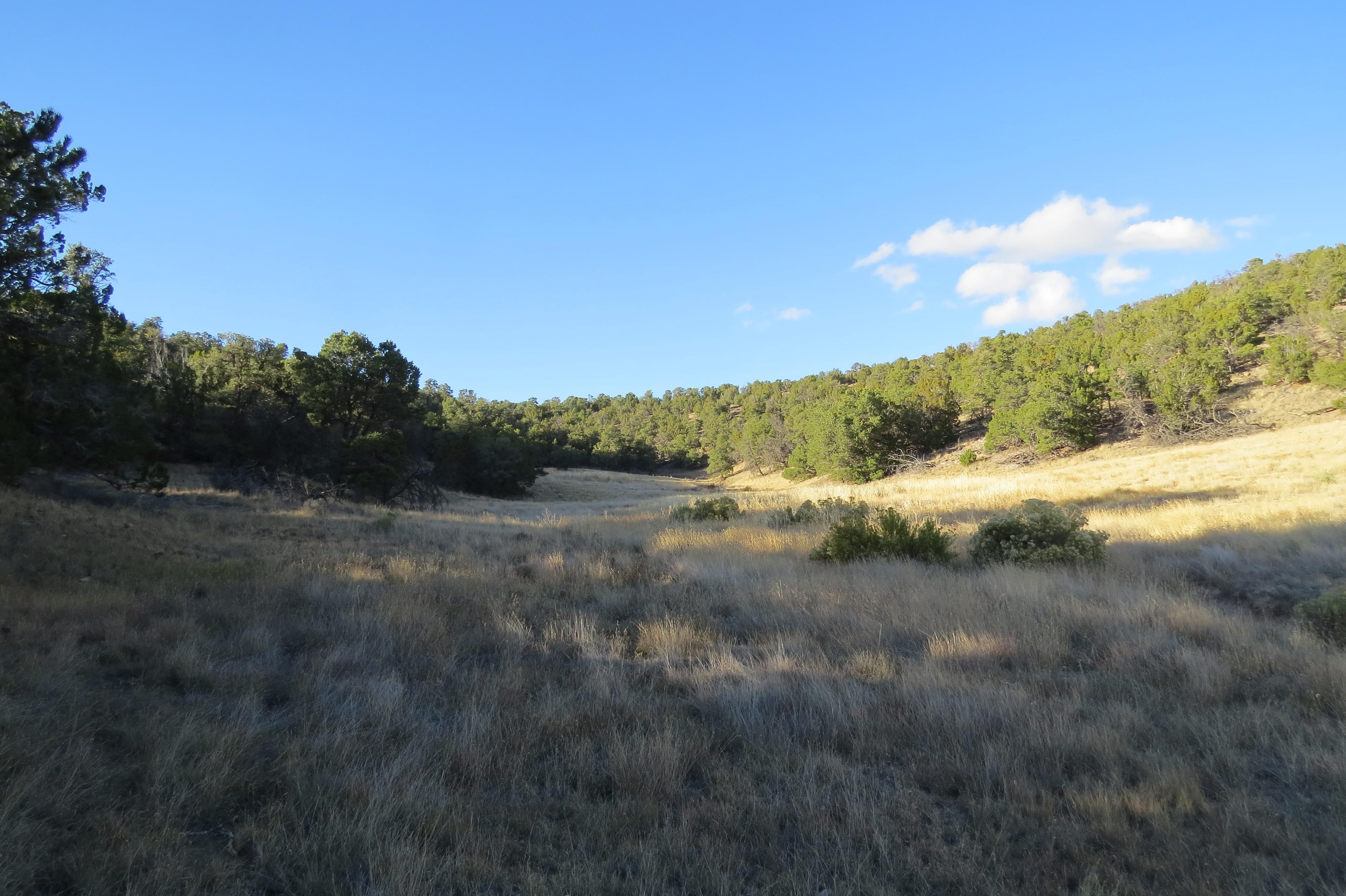 82 acres in Catron County, New Mexico