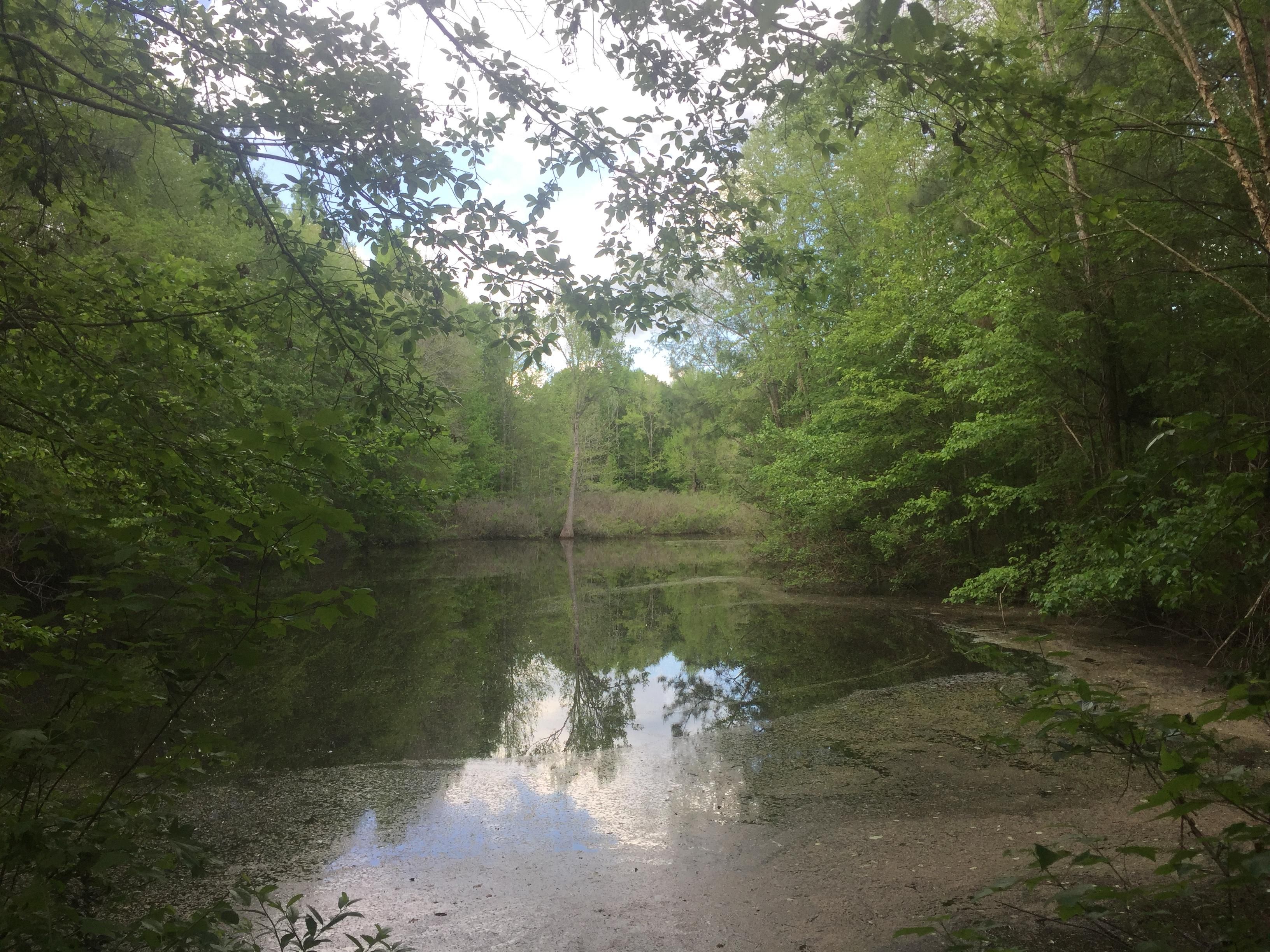 45 acres in Monroe County, Alabama