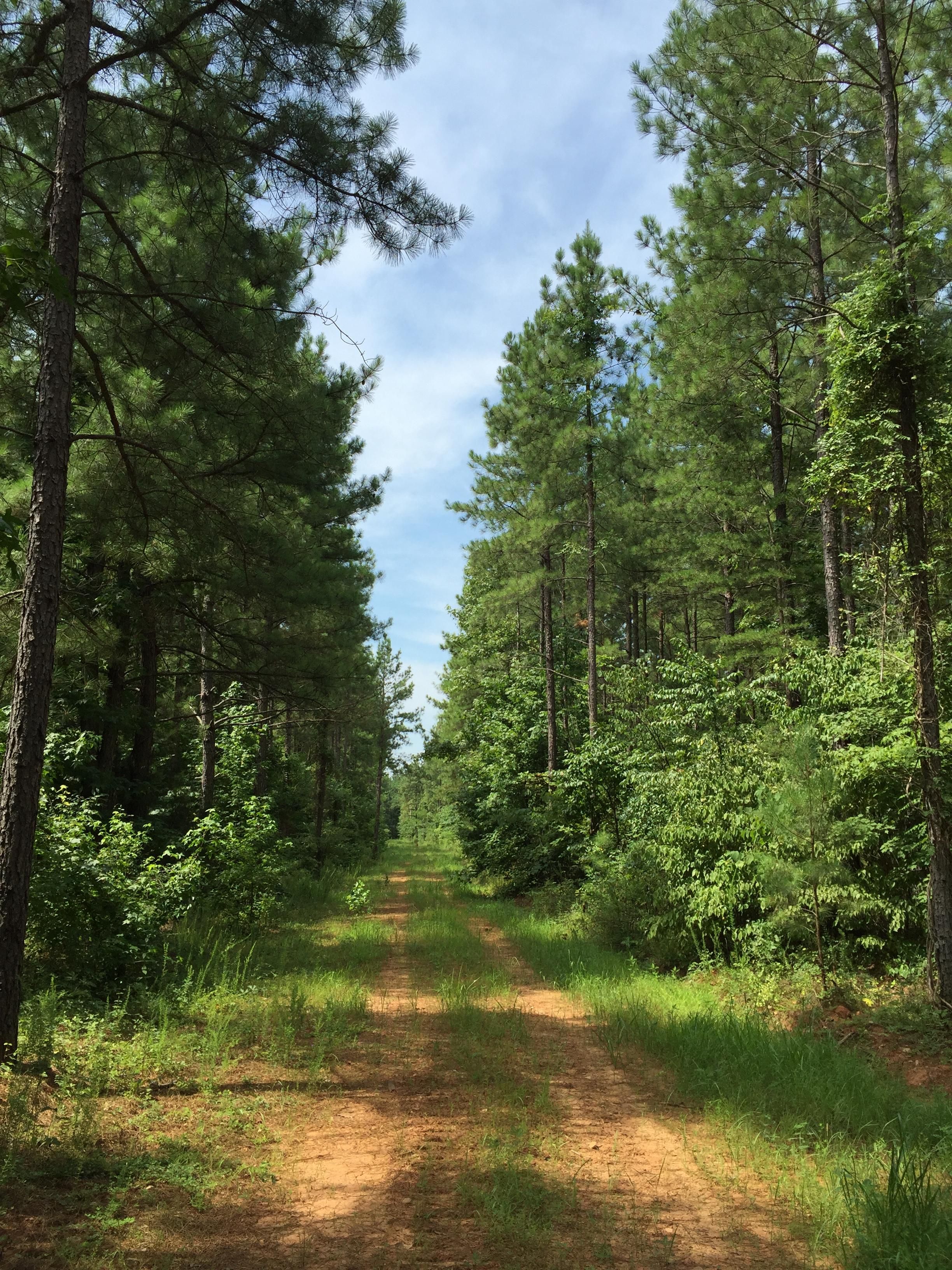 221 acres in Prince Edward County, Virginia