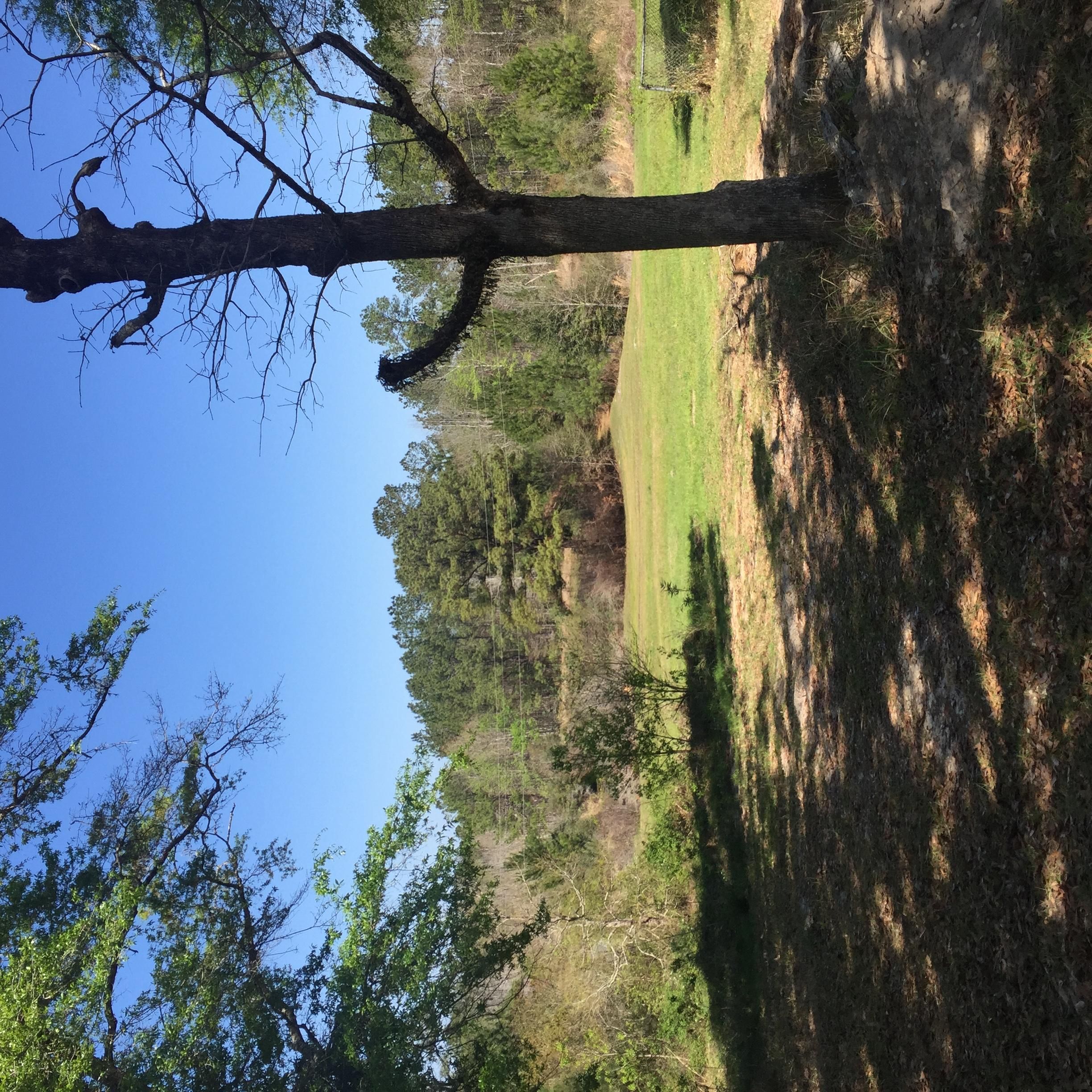 40 acres in Greene County, Mississippi