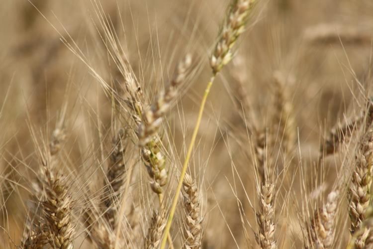 1,839 acres in Blaine County, Oklahoma