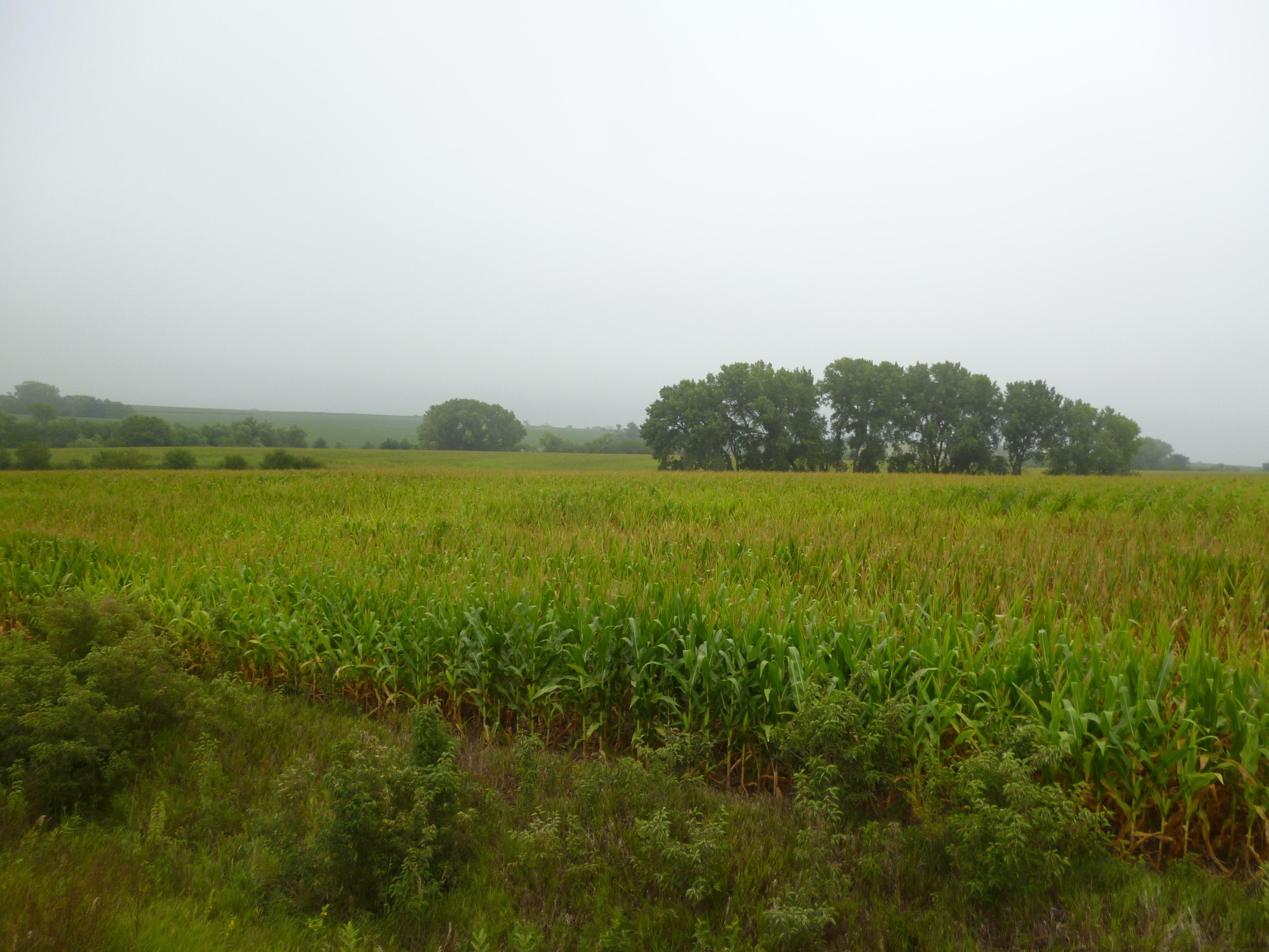 81.83 acres in Saline County, Nebraska