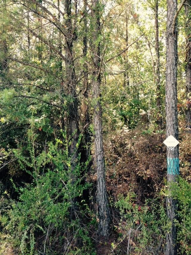 10 acres in Greene County, Mississippi