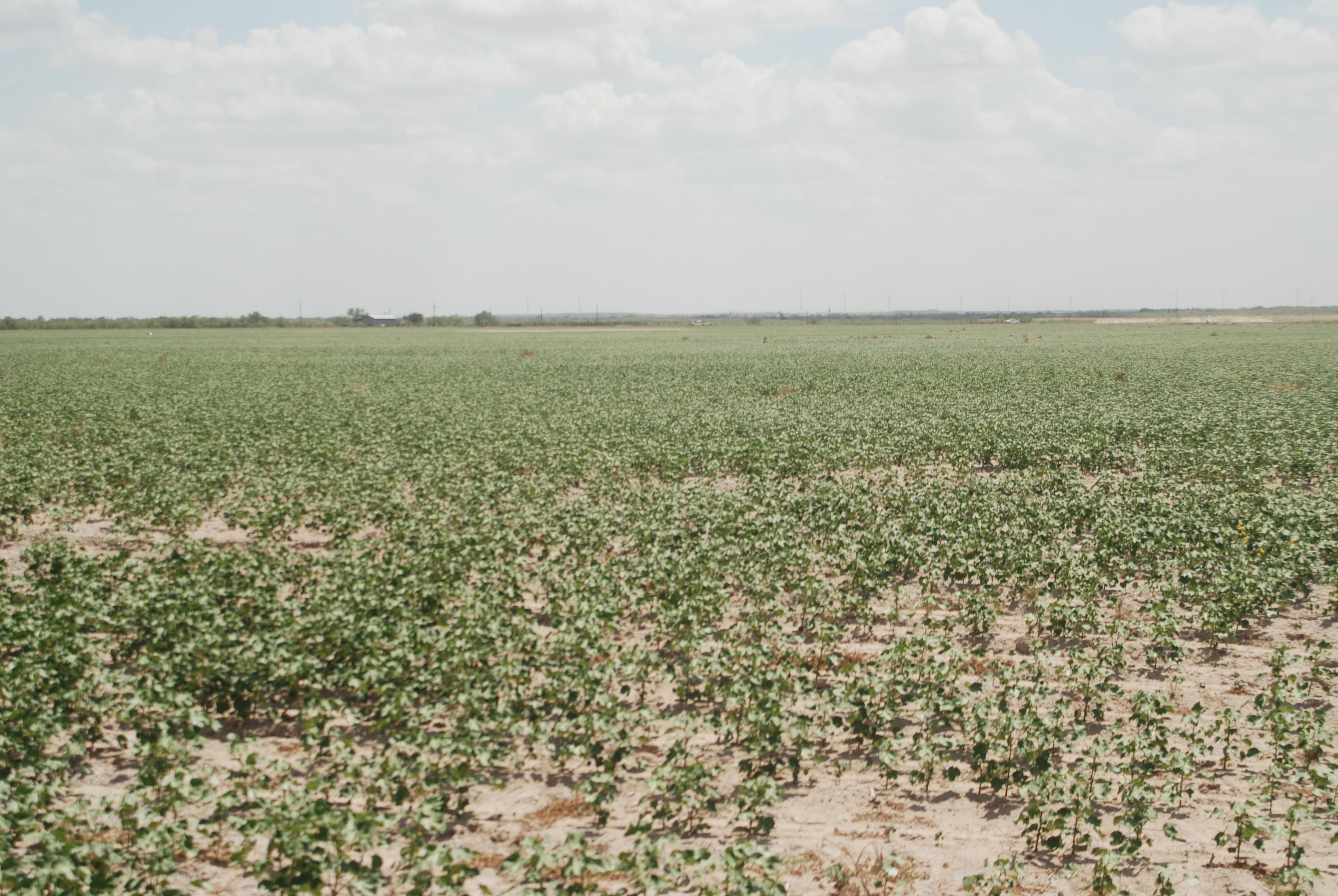 906 acres in Martin County, Texas