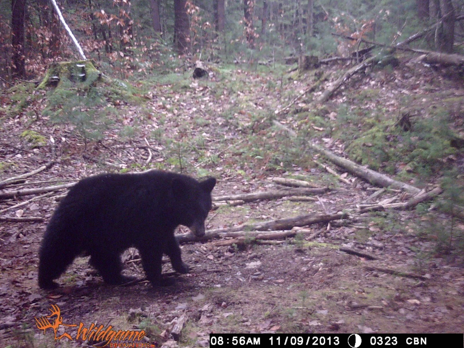 20 acres in Lewis County, New York