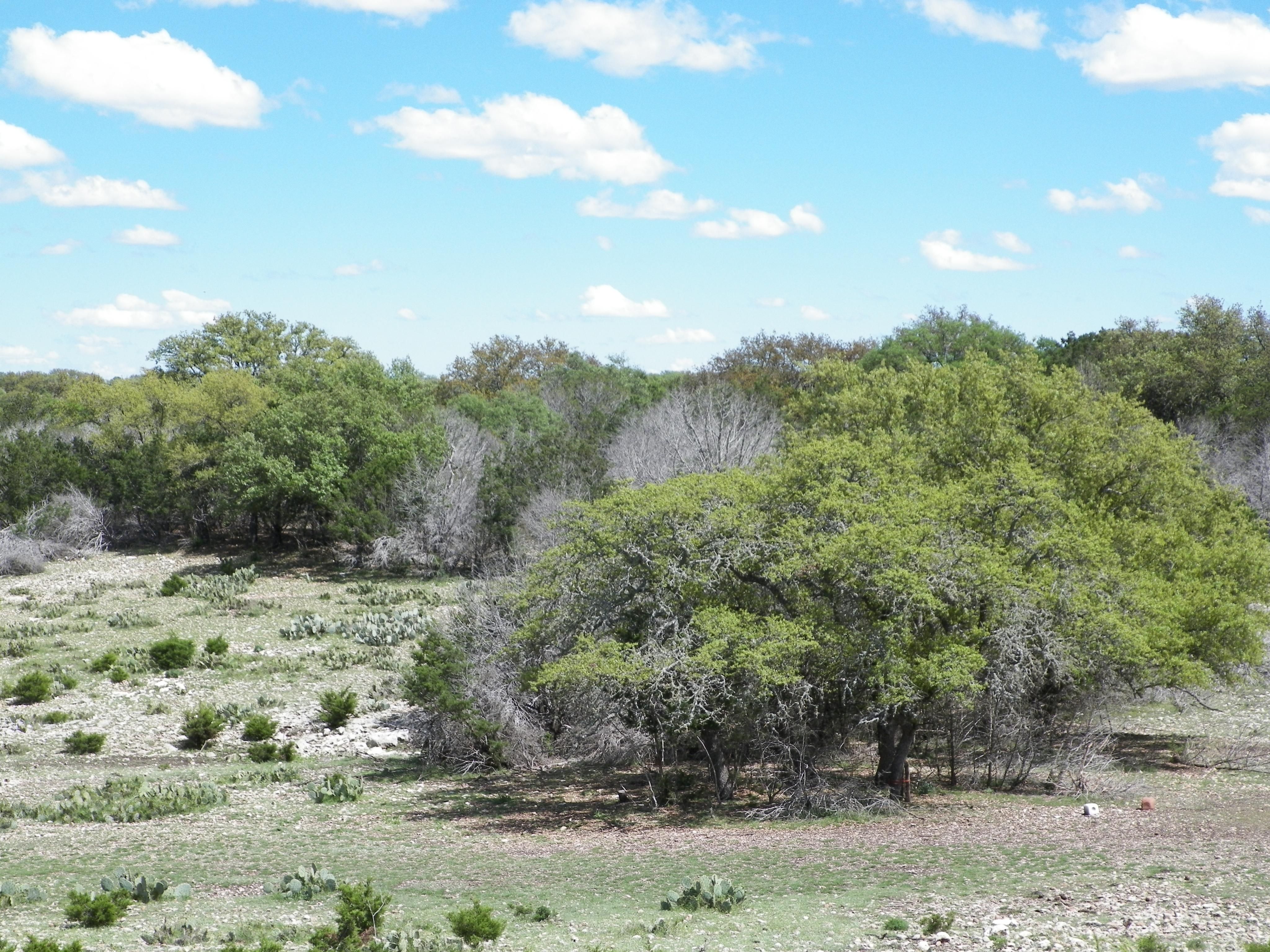 80 acres in Edwards County, Texas