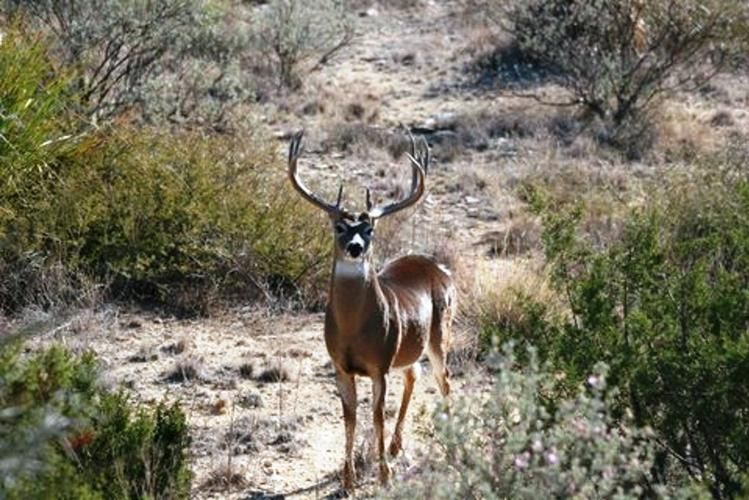 900 acres in Val Verde County, Texas