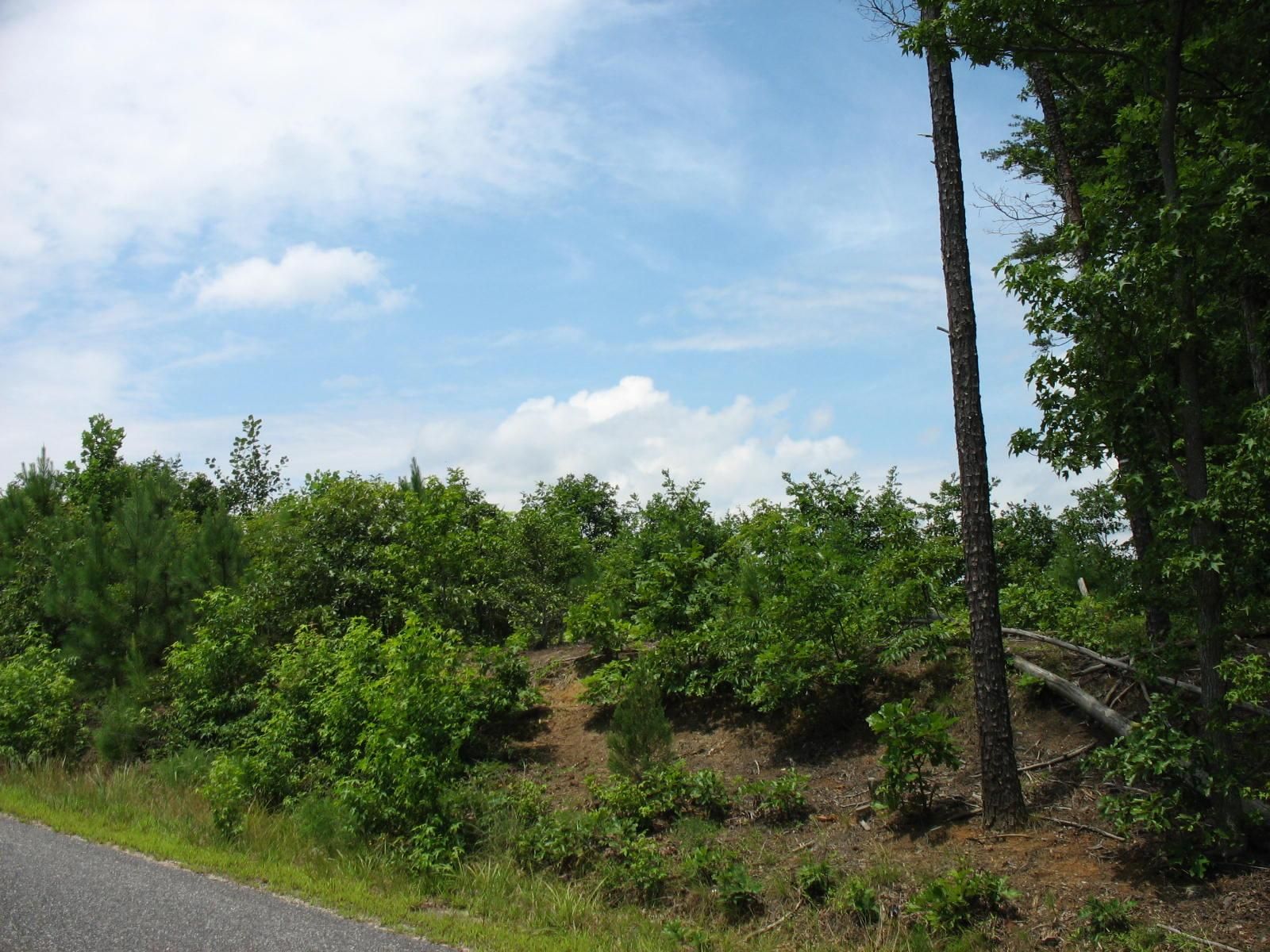 32 acres in Caroline County, Virginia