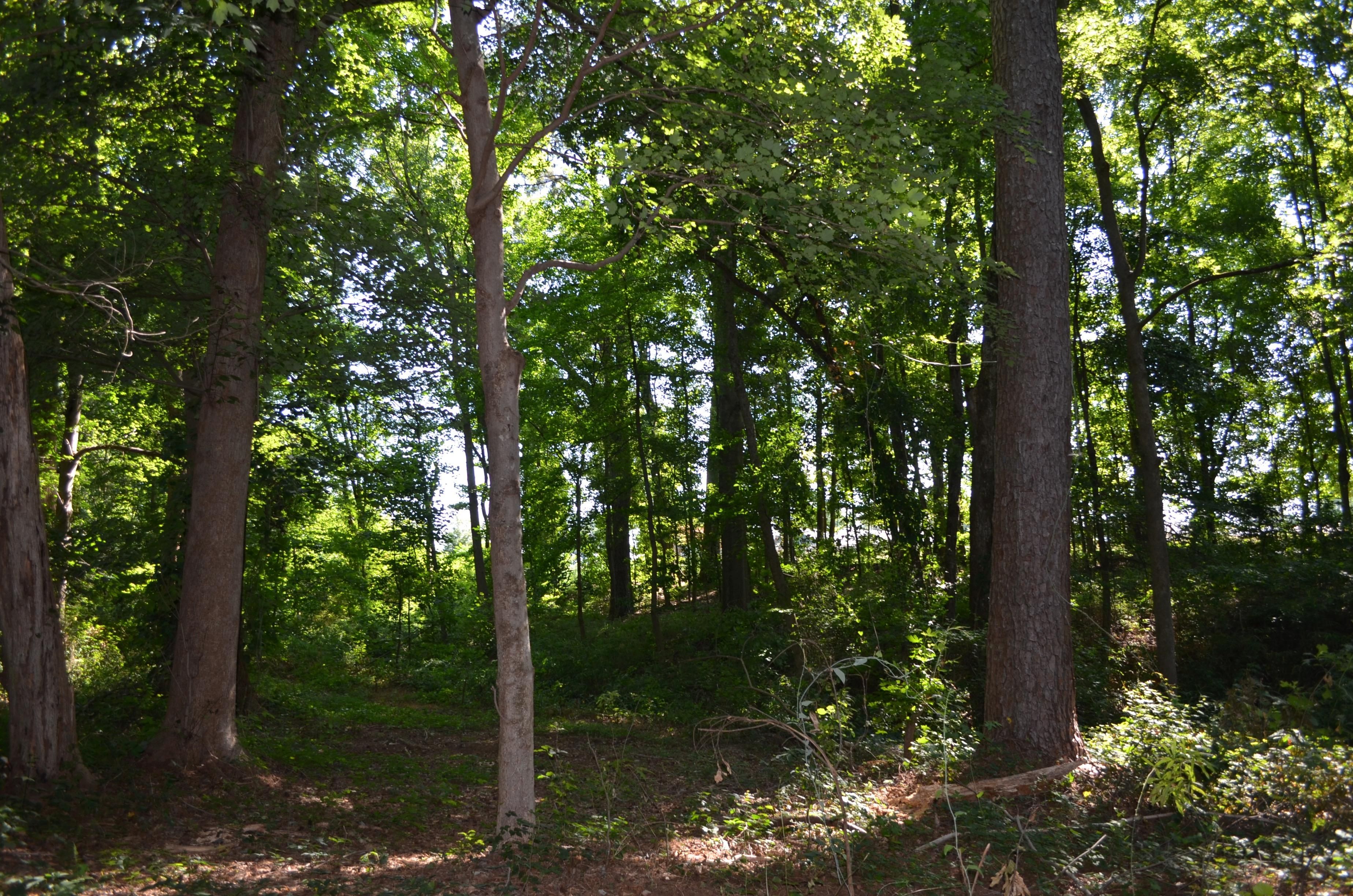 15 acres in Oglethorpe County,