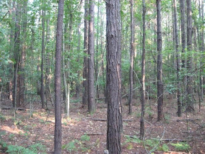36 acres in Dallas County, Arkansas