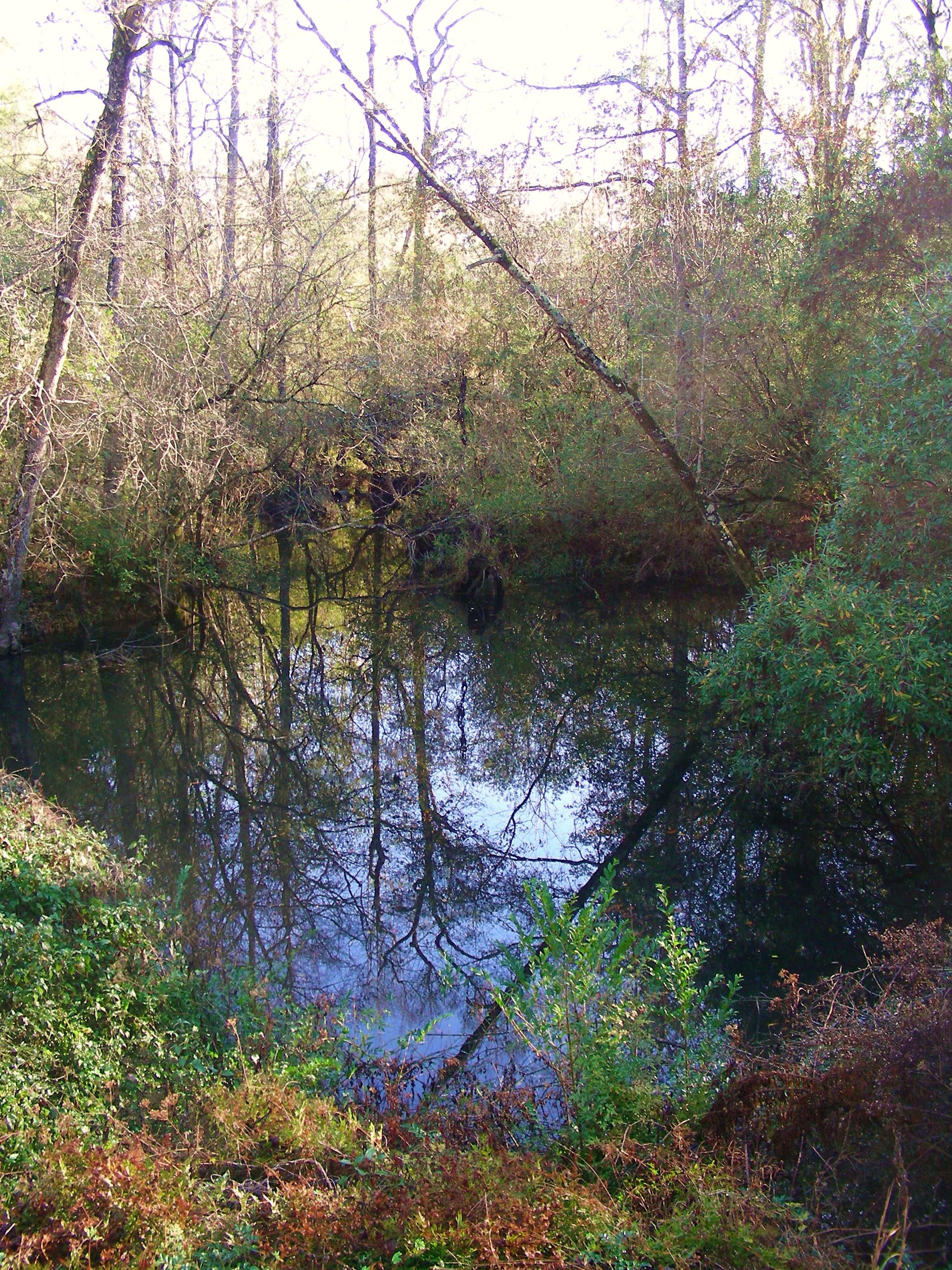 65 acres in Saint Tammany Parish, Louisiana