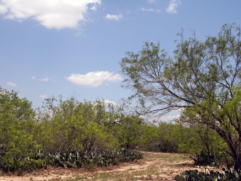 521 acres in Zavala County, Texas