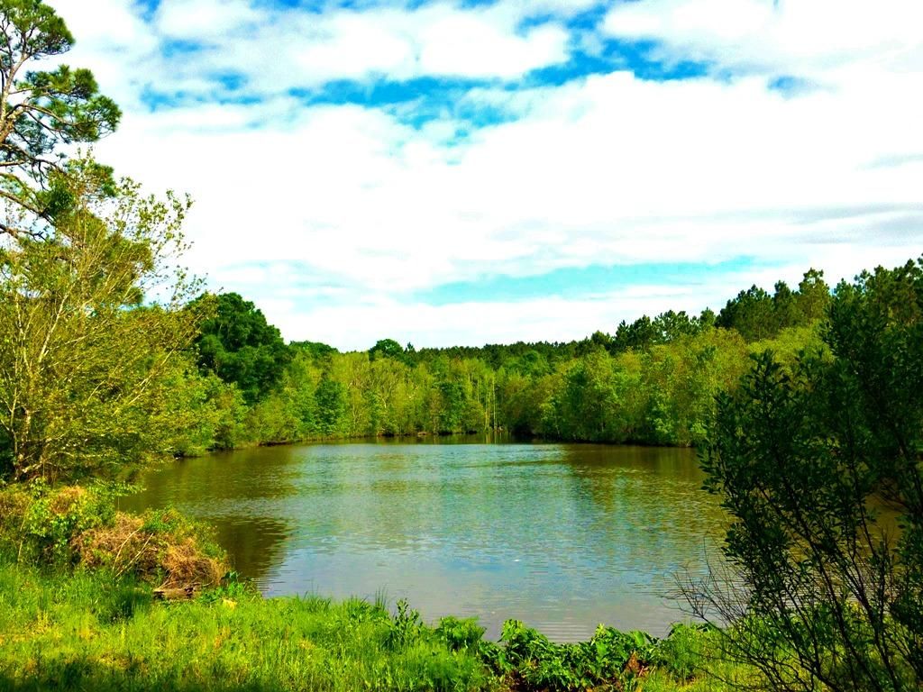 40 acres in Tattnall County,