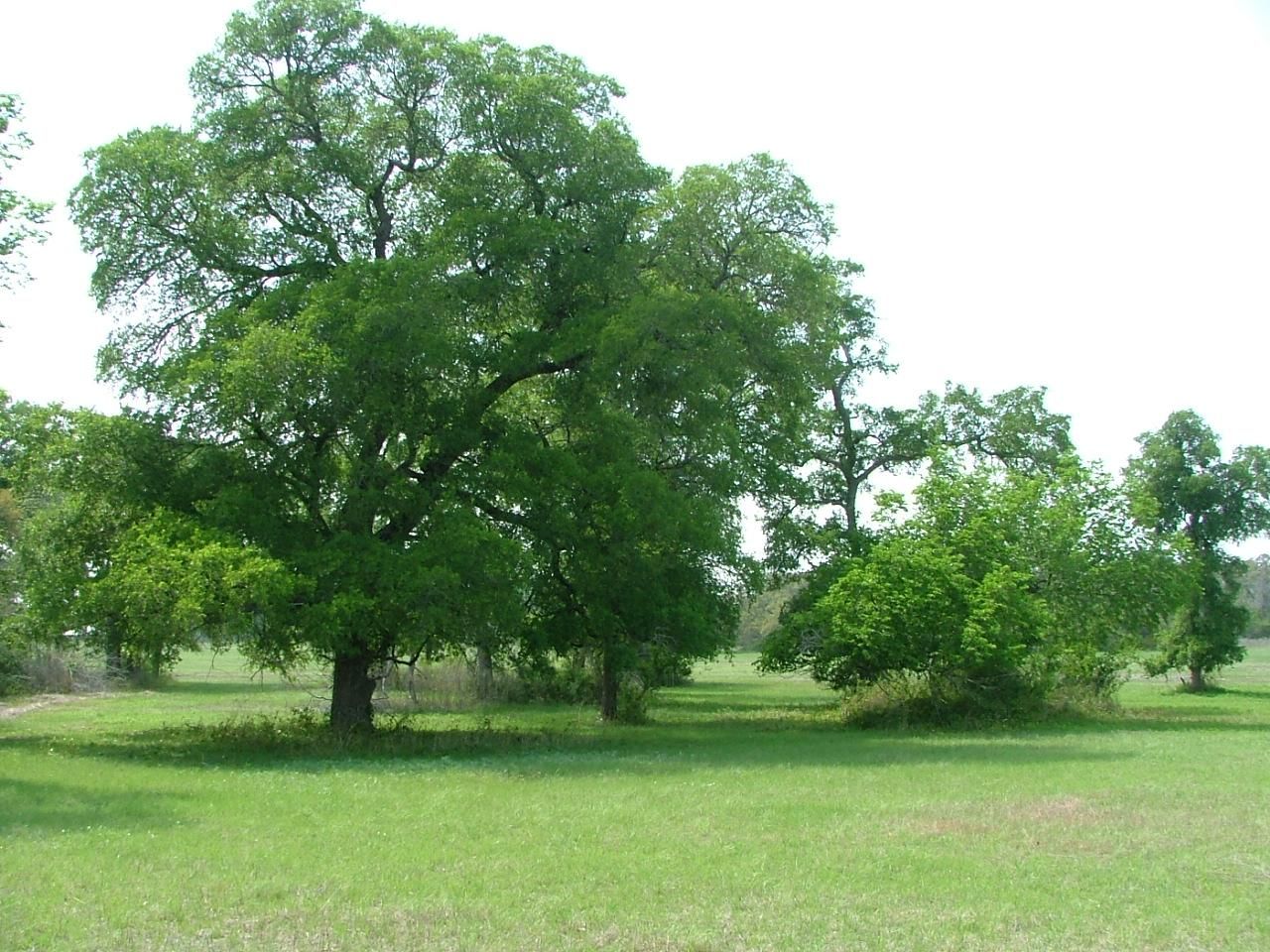 93 acres in Williamson County, Texas