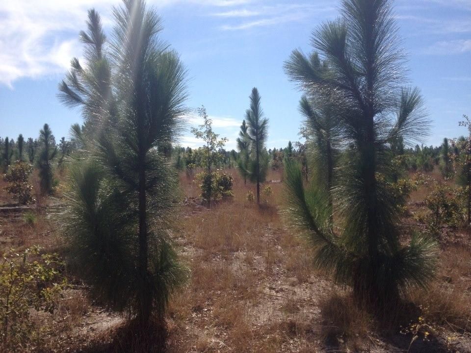 47 acres in Marlboro County, South Carolina