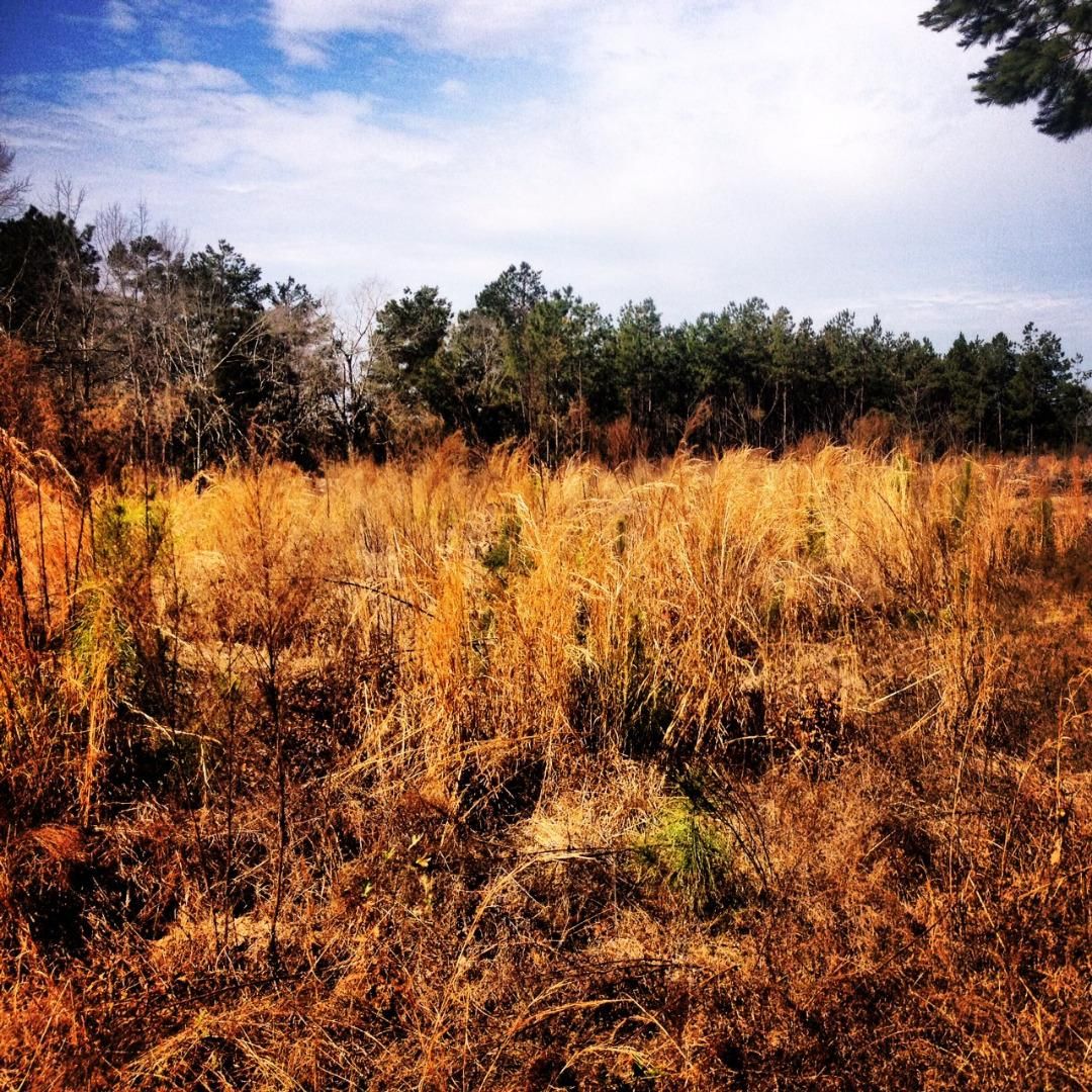 7 acres in Calhoun County, South Carolina