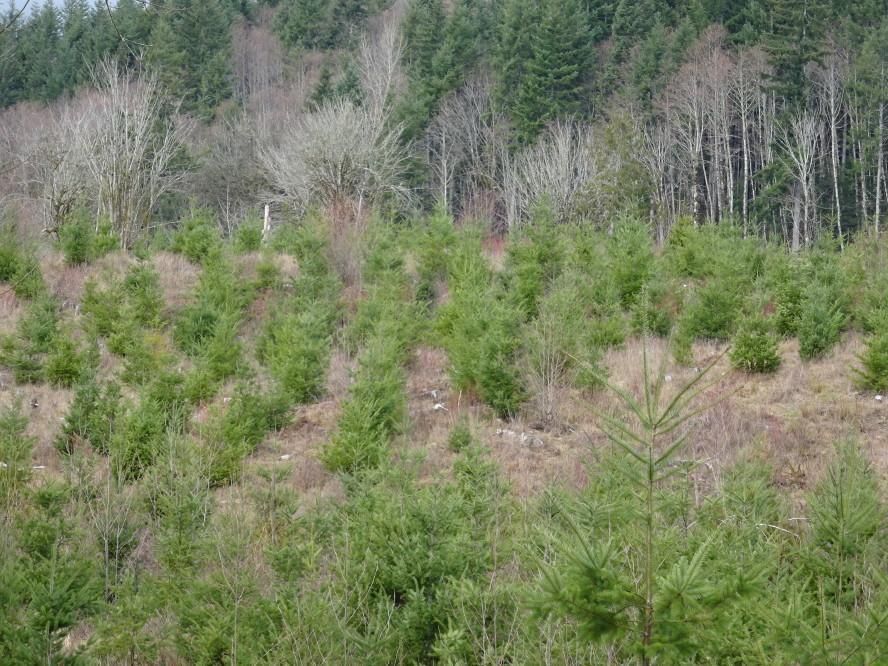 51 acres in Lewis County, Washington