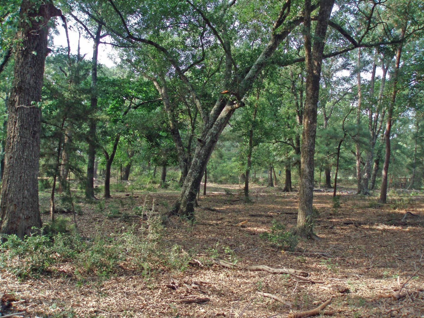 23 acres in Walker County, Texas