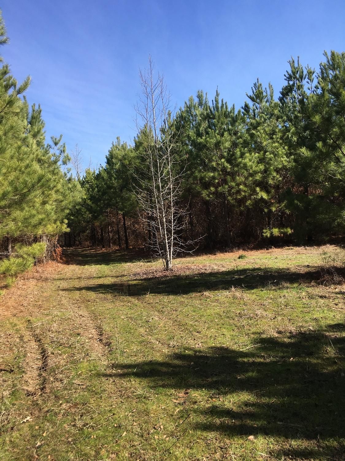 207 acres in Morehouse Parish, Louisiana