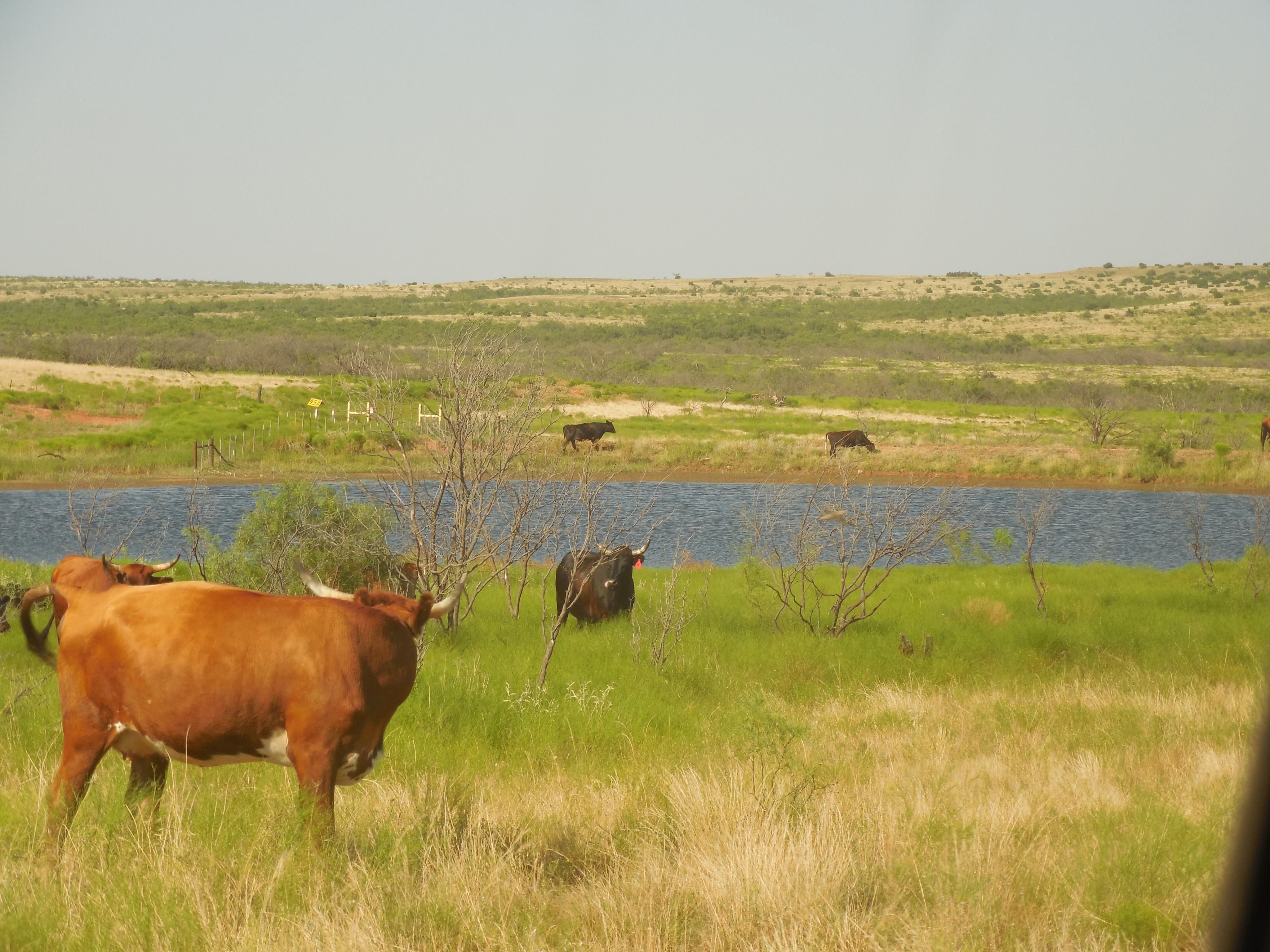 4,100 acres in Borden County, Texas