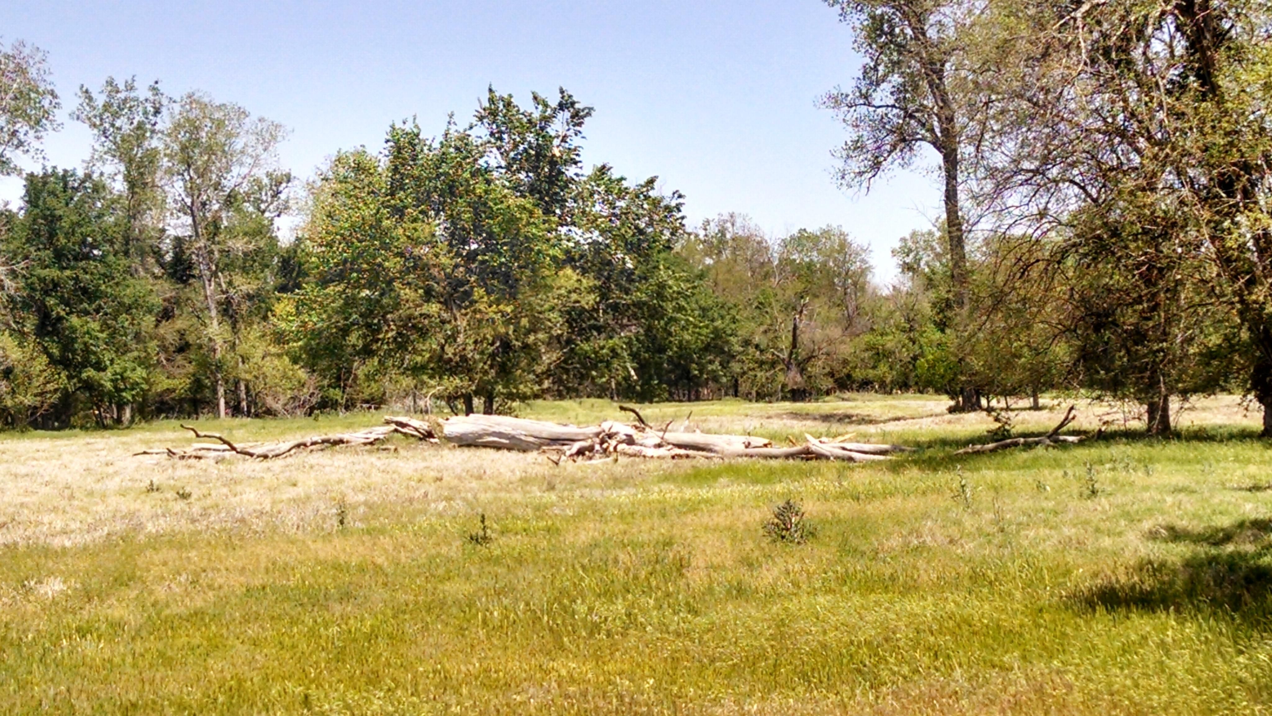 FM 1655, Forestburg, TX 76239