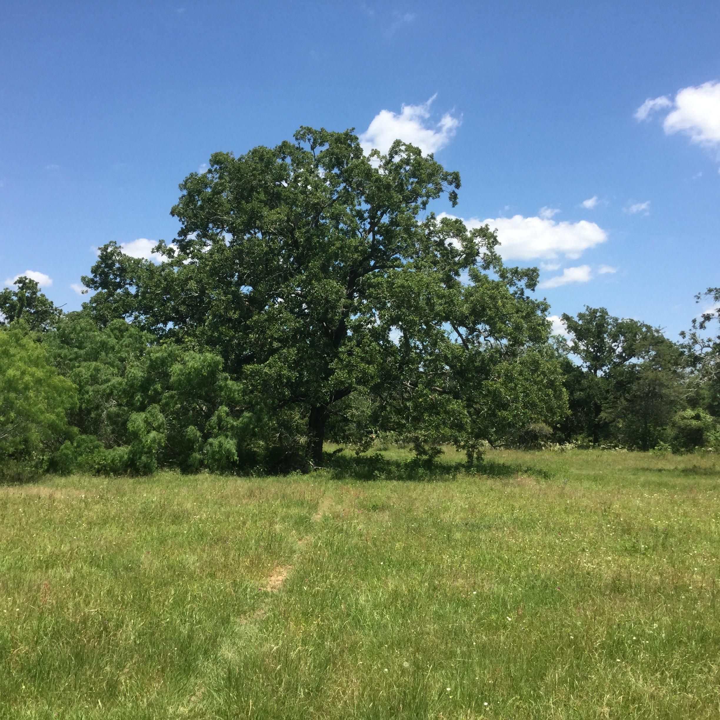 200 acres in Gonzales County, Texas