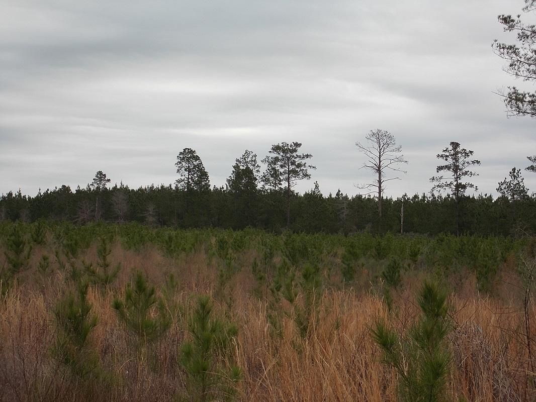 348 acres in Chester, TX, 75936