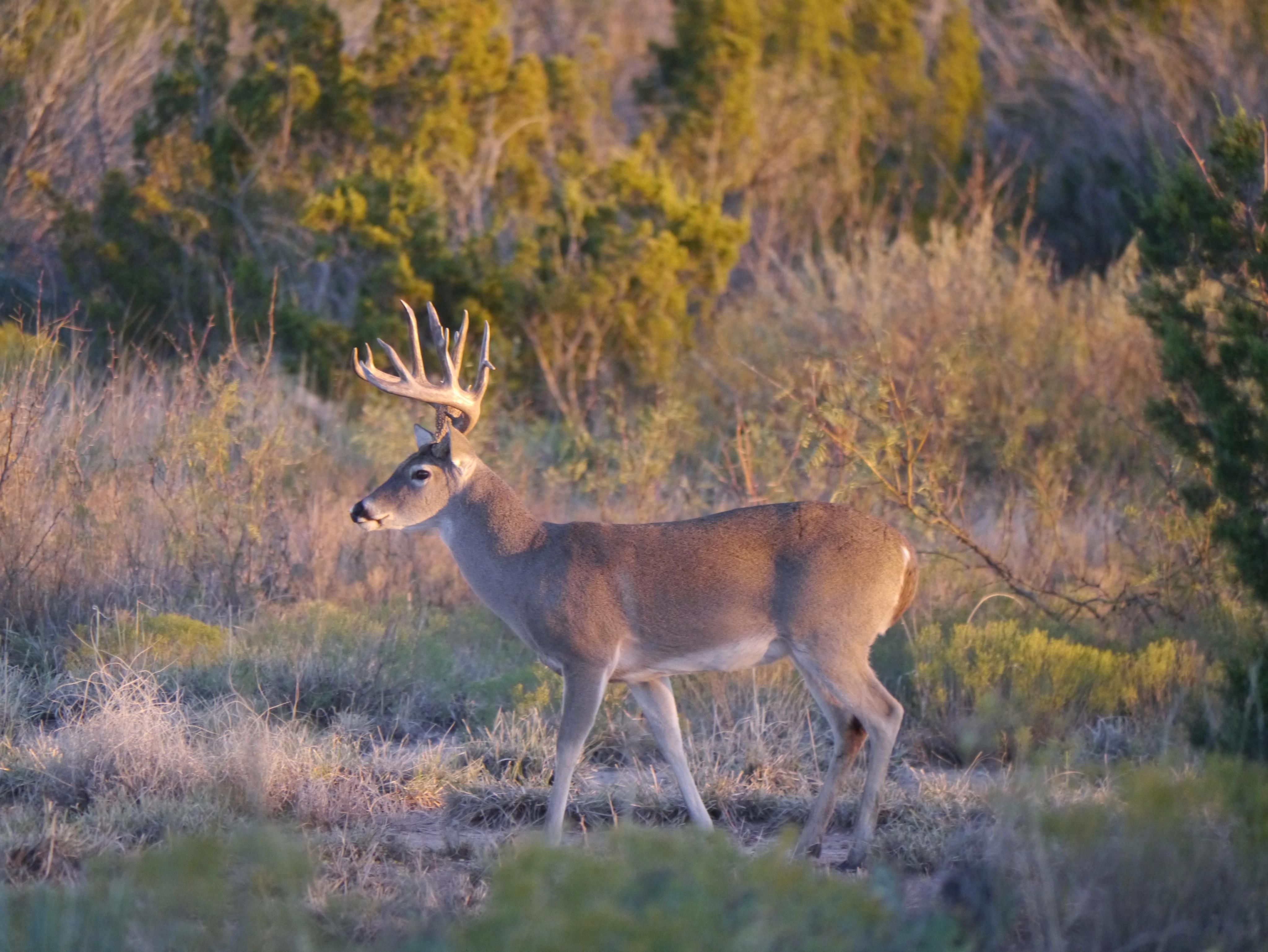 8,000 acres in Motley County, Texas