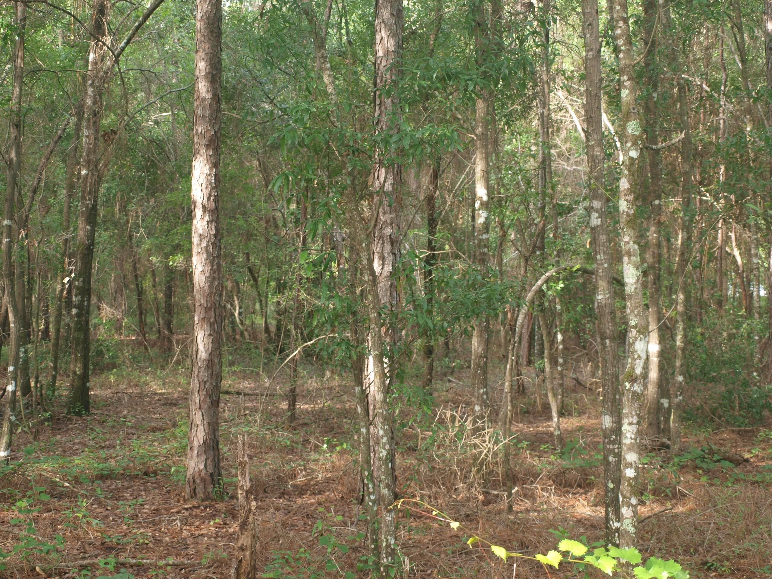 7.03 acres in Leon County, Florida