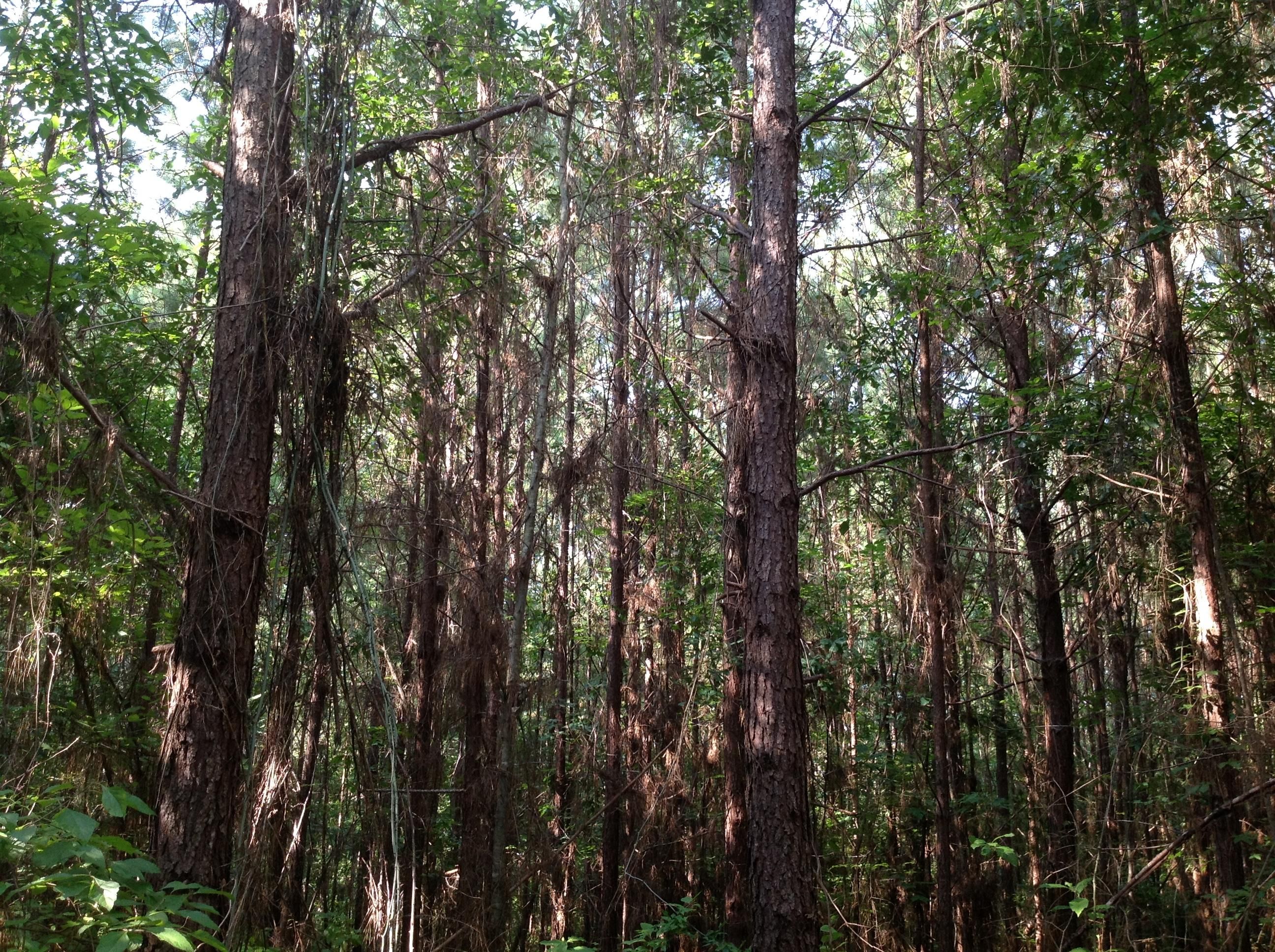 285 acres in Wilcox County, Alabama