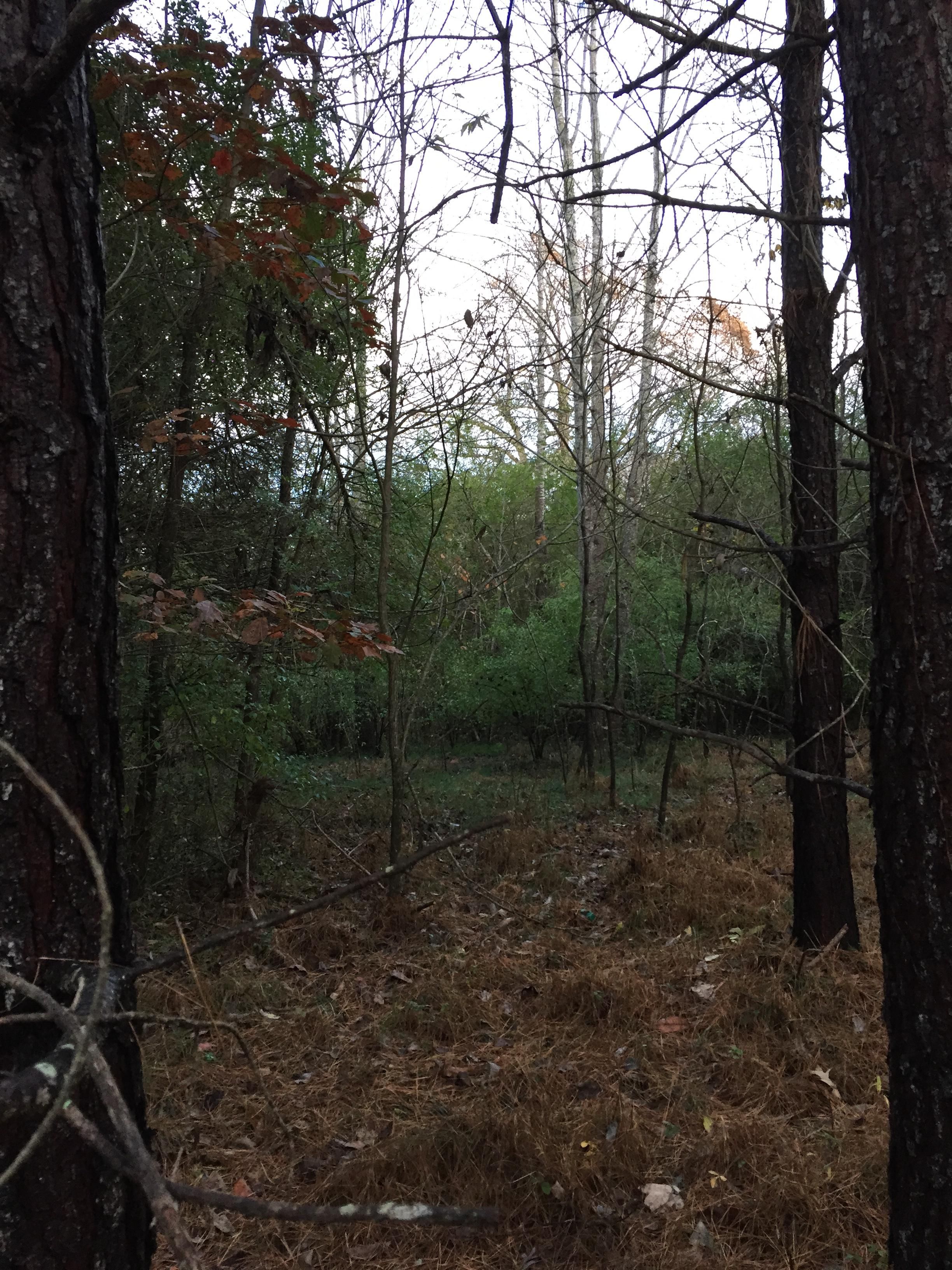 Soloman Degraffendreidt Road, Pittsboro, NC 27312