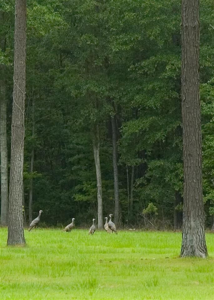 10 acres in Gadsden County, Florida